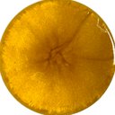 Sample of the Magic Gold Yellow finish, Metallic marble system